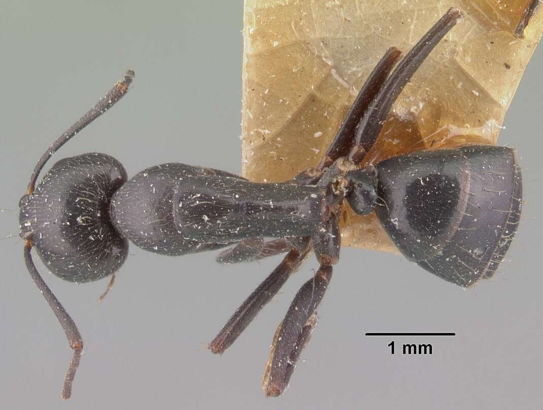 Image of Camponotus lubbocki Forel 1886