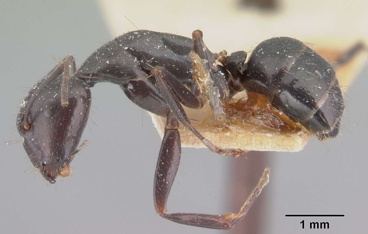 Image of Camponotus lubbocki Forel 1886