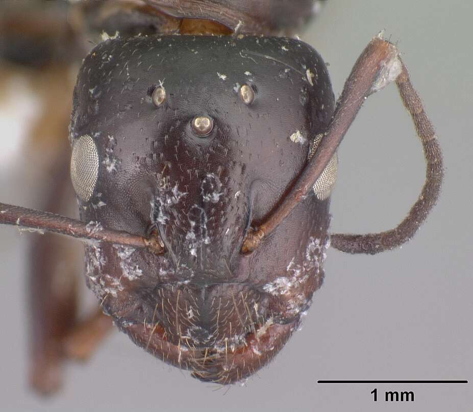 Image of Camponotus lubbocki Forel 1886