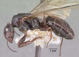 Image of Camponotus lubbocki Forel 1886