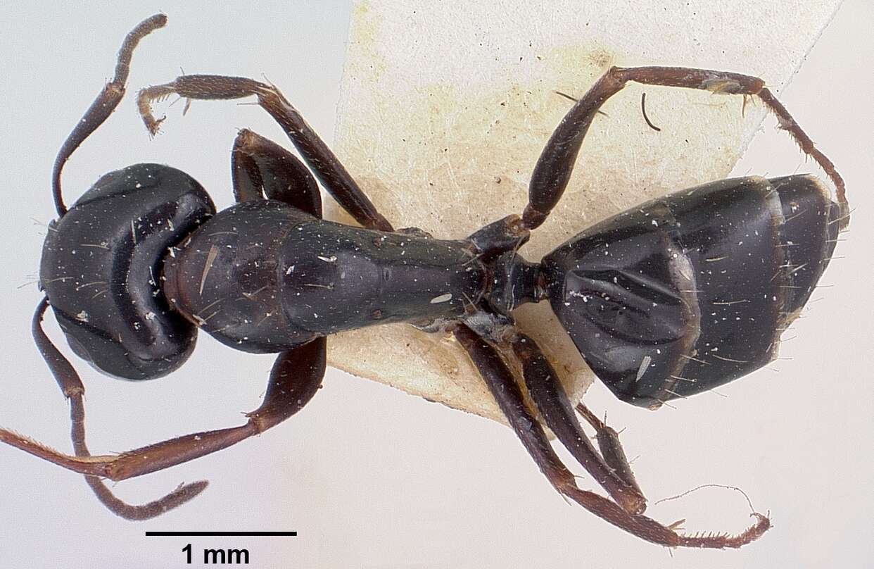 Image of Camponotus lubbocki Forel 1886