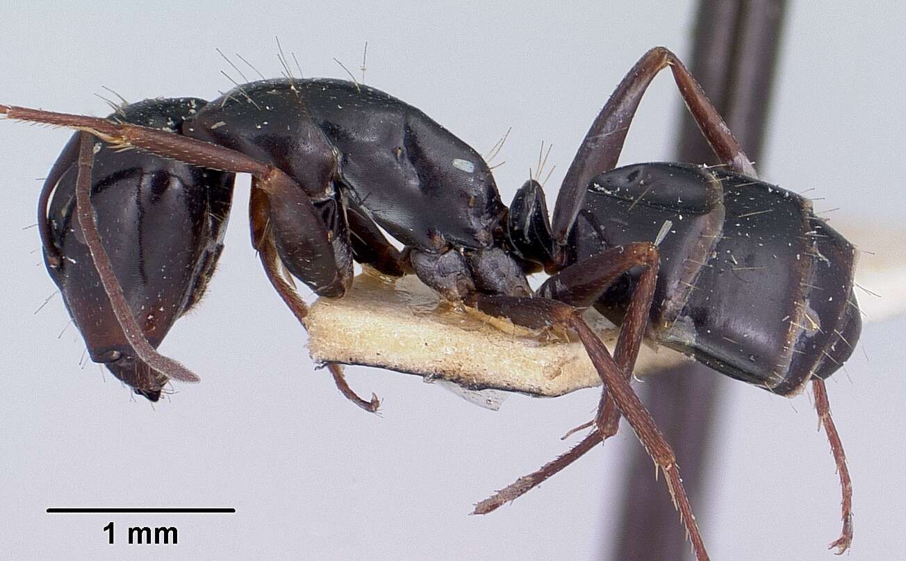 Image of Camponotus lubbocki Forel 1886