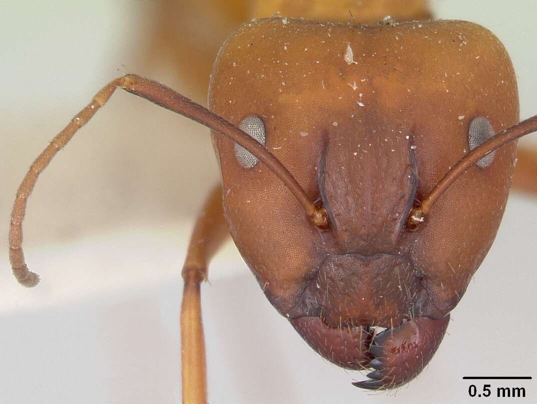 Image of Camponotus kelleri Forel 1886