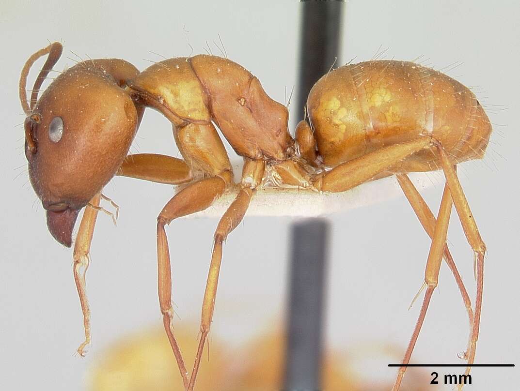 Image of Camponotus kelleri Forel 1886