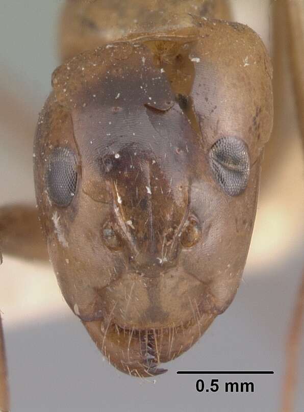 Image of Camponotus christi Forel 1886