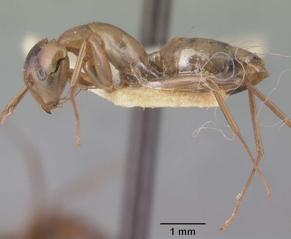 Image of Camponotus christi Forel 1886