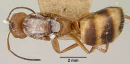 Image of Camponotus christi Forel 1886