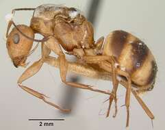 Image of Camponotus christi Forel 1886