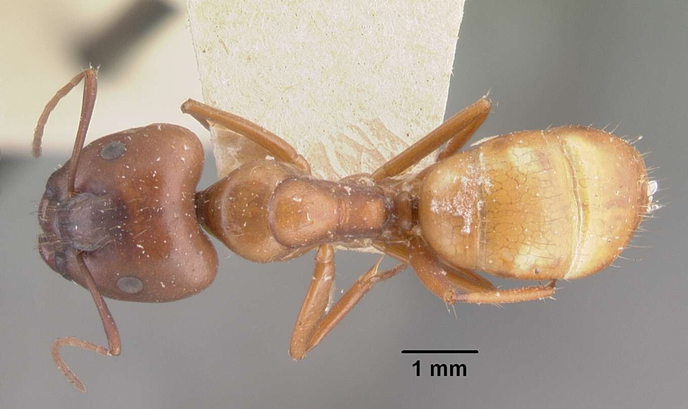 Image of Camponotus kelleri Forel 1886