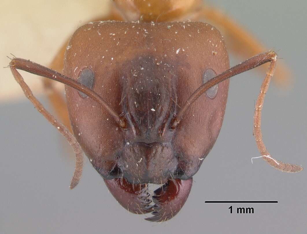 Image of Camponotus kelleri Forel 1886