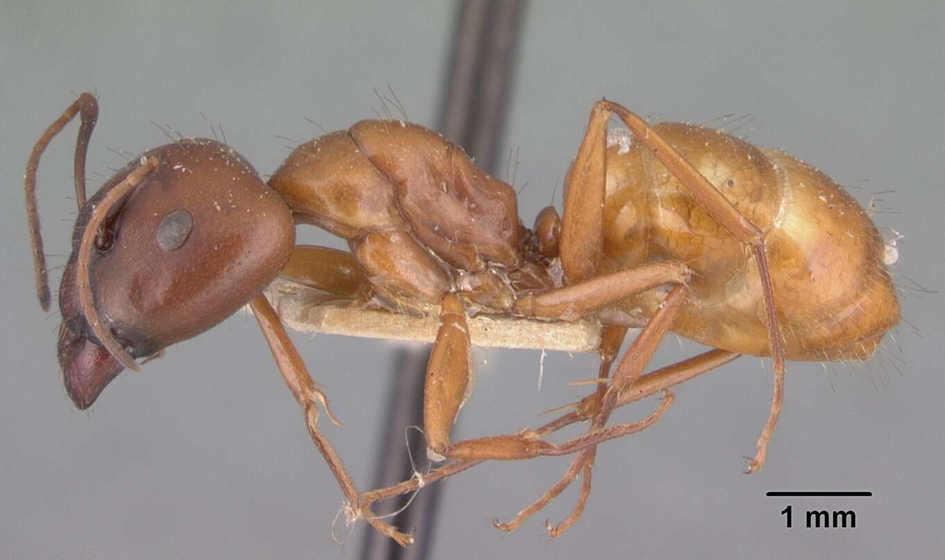 Image of Camponotus kelleri Forel 1886