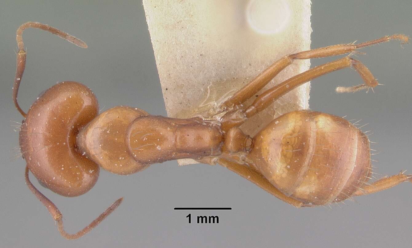 Image of Camponotus kelleri Forel 1886