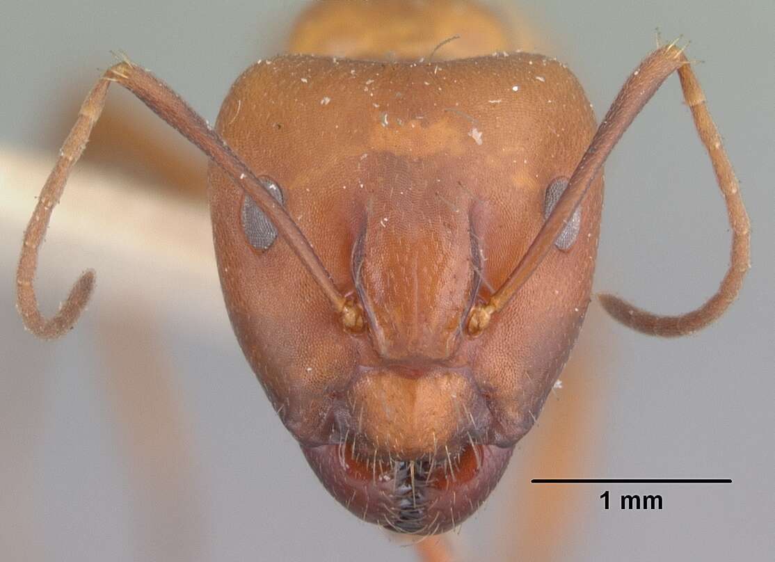 Image of Camponotus kelleri Forel 1886