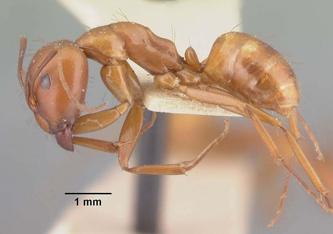 Image of Camponotus kelleri Forel 1886