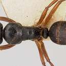 Plancia ëd Camponotus heteroclitus Forel 1895