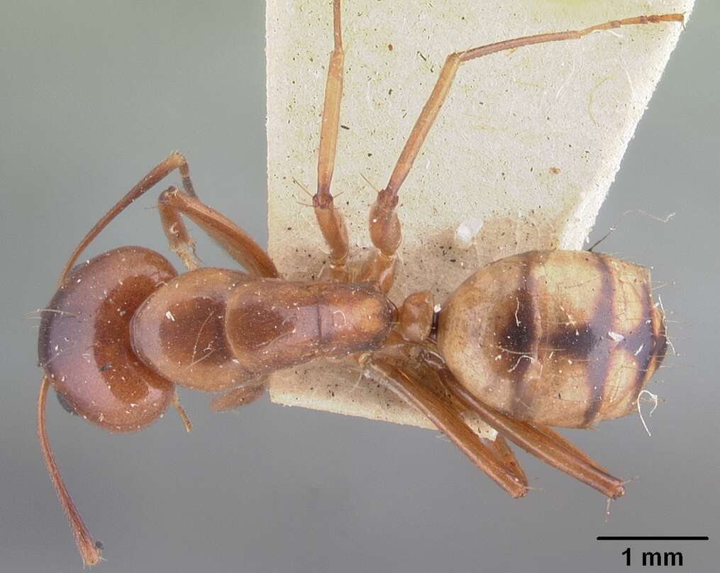 Image of Camponotus christi Forel 1886