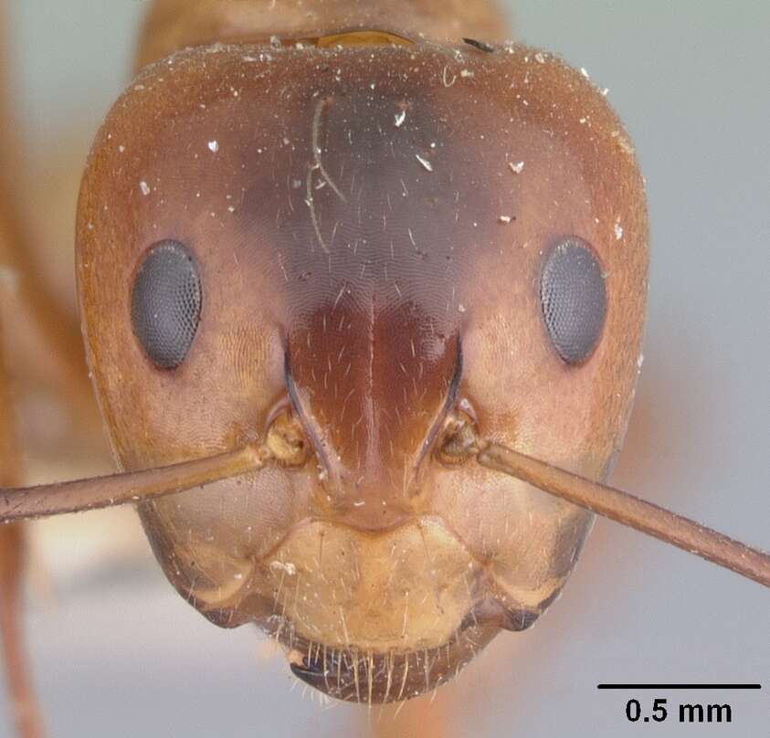 Image of Camponotus christi Forel 1886