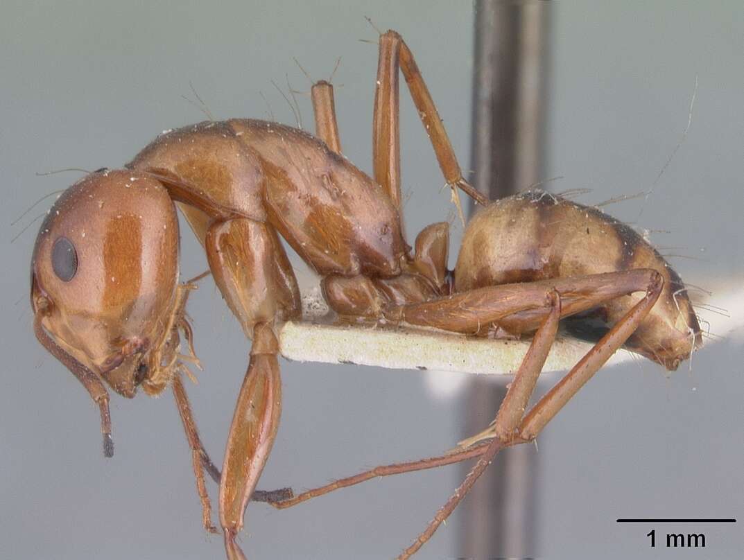 Image of Camponotus christi Forel 1886