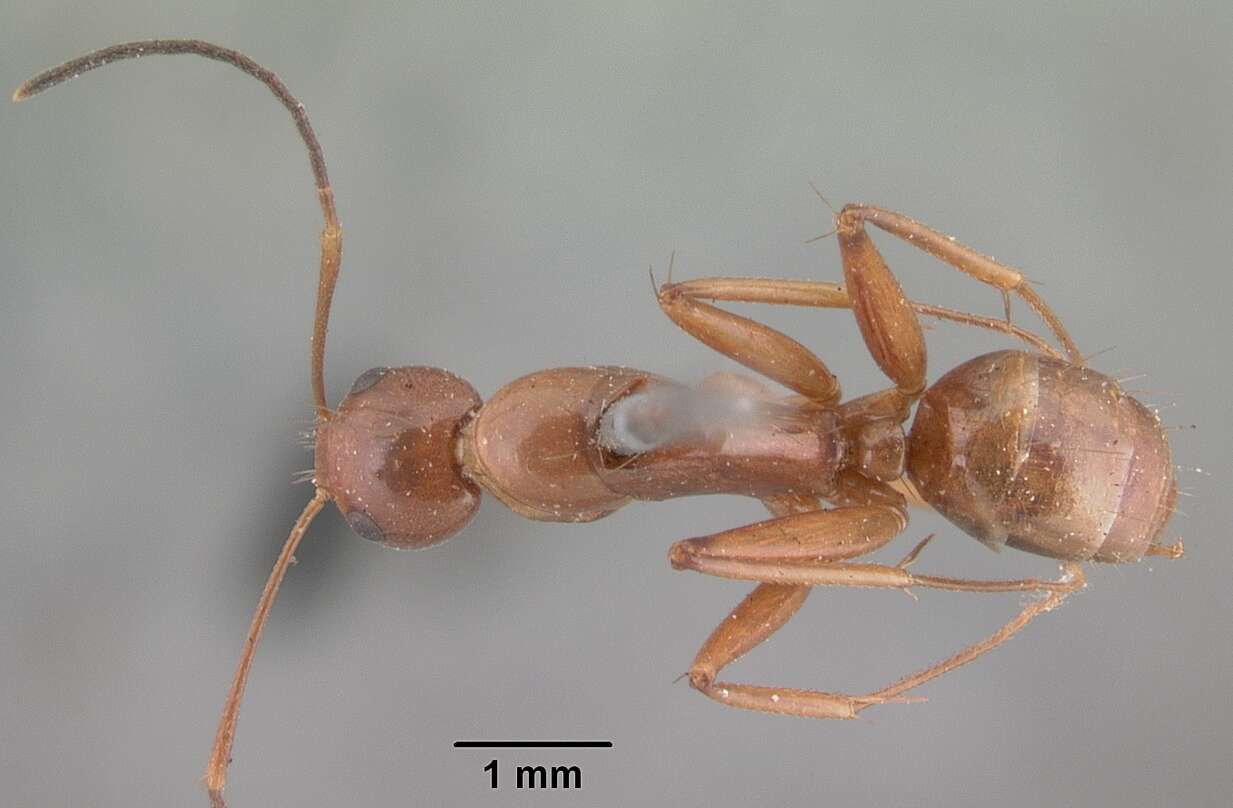 Image of Camponotus christi Forel 1886