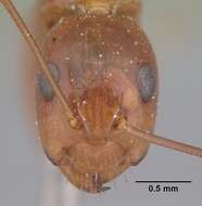 Image of Camponotus christi Forel 1886