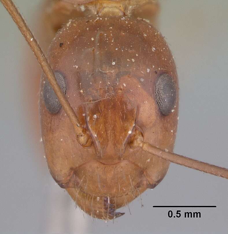 Image of Camponotus christi Forel 1886