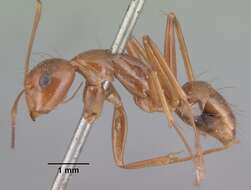 Image of Camponotus christi Forel 1886