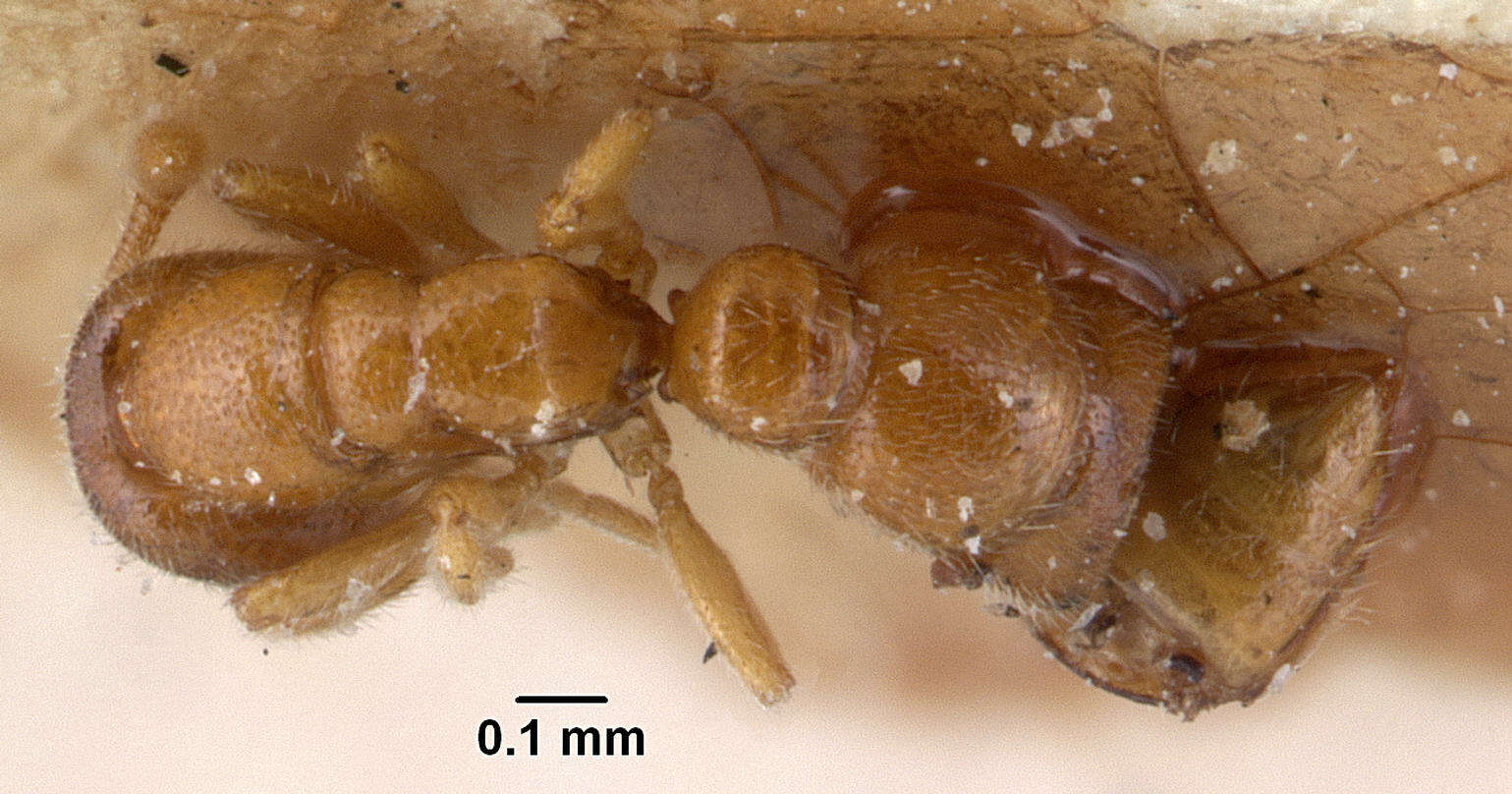 Prionopelta descarpentriesi Santschi 1924 resmi