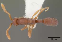 Imagem de Probolomyrmex guineensis Taylor 1965