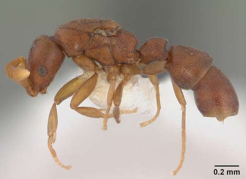 Imagem de Probolomyrmex guineensis Taylor 1965