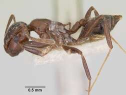 Image of Crematogaster ranavalonae Forel 1887