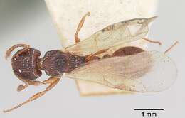 صورة Tetramorium steinheili Forel 1892