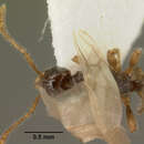 Image of <i>Tetramorium inquilinum</i> Ward, Brady, Fisher & Schultz 2014