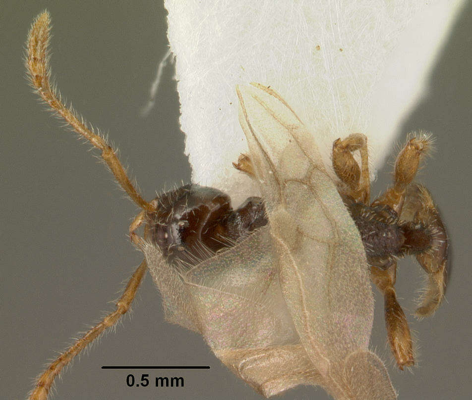 Image of <i>Tetramorium inquilinum</i> Ward, Brady, Fisher & Schultz 2014