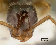 Image of <i>Tetramorium inquilinum</i> Ward, Brady, Fisher & Schultz 2014