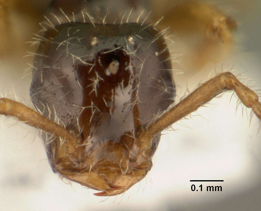 Image of <i>Tetramorium inquilinum</i> Ward, Brady, Fisher & Schultz 2014