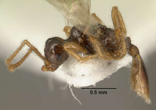 Image of <i>Tetramorium inquilinum</i> Ward, Brady, Fisher & Schultz 2014