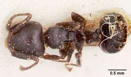 Image of Crematogaster lobata Emery 1895