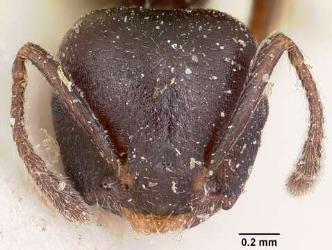 Image of Crematogaster lobata Emery 1895