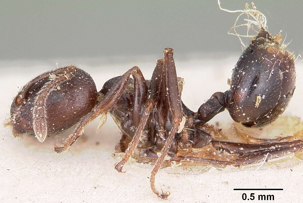 Image of Crematogaster lobata Emery 1895