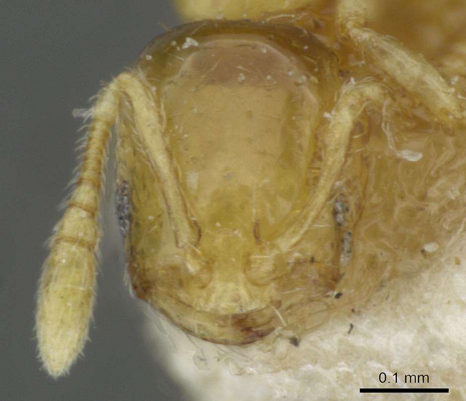 Слика од Monomorium mictilis