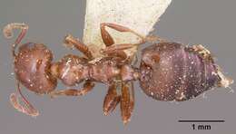 Image of Crematogaster degeeri Forel 1886