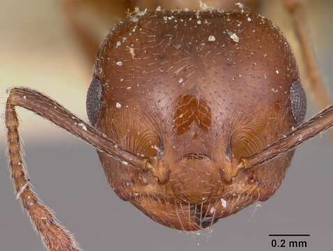 Image of Crematogaster degeeri Forel 1886