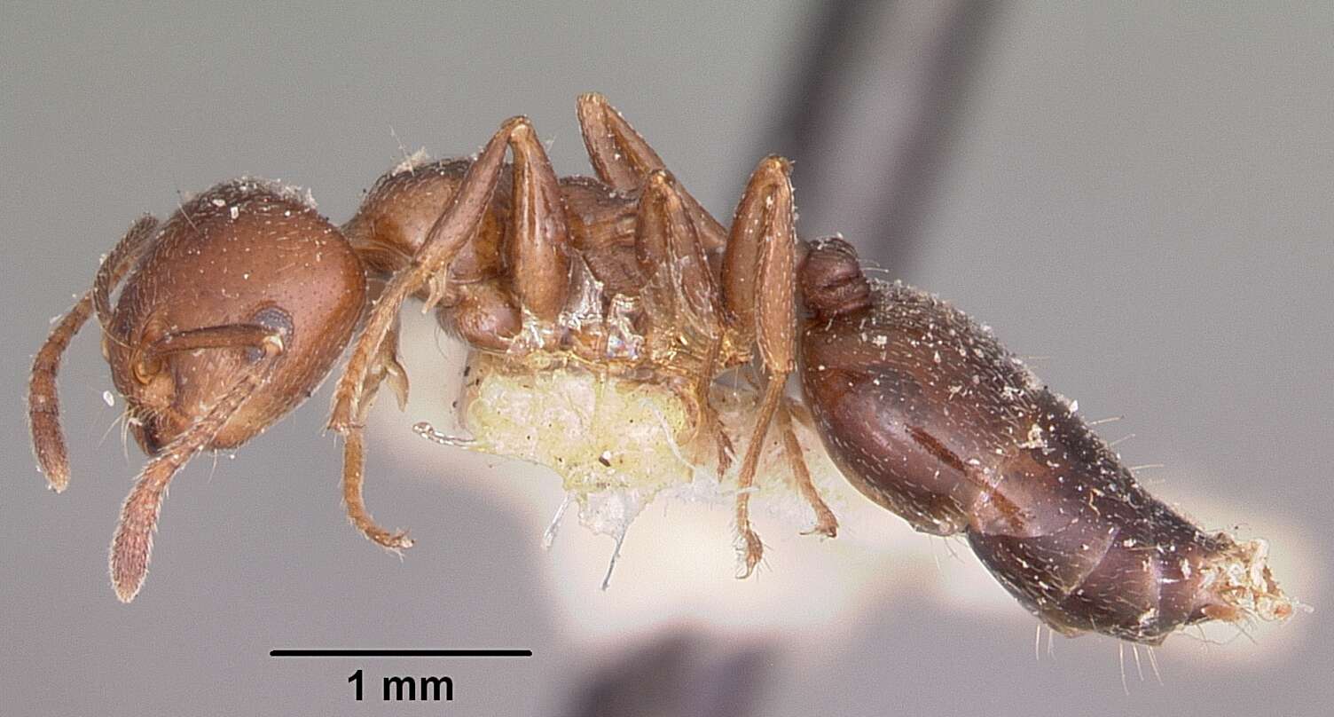 Image of Crematogaster degeeri Forel 1886