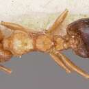 Image of Crematogaster sewellii Forel 1891