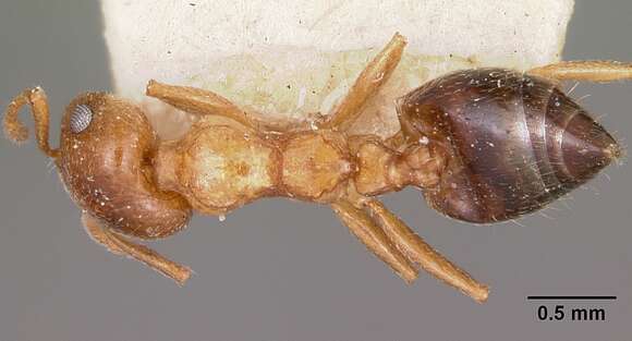 Image of Crematogaster sewellii Forel 1891