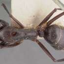 Imagem de Camponotus roeseli Forel 1910