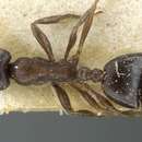 Image of Monomorium herero Forel 1910