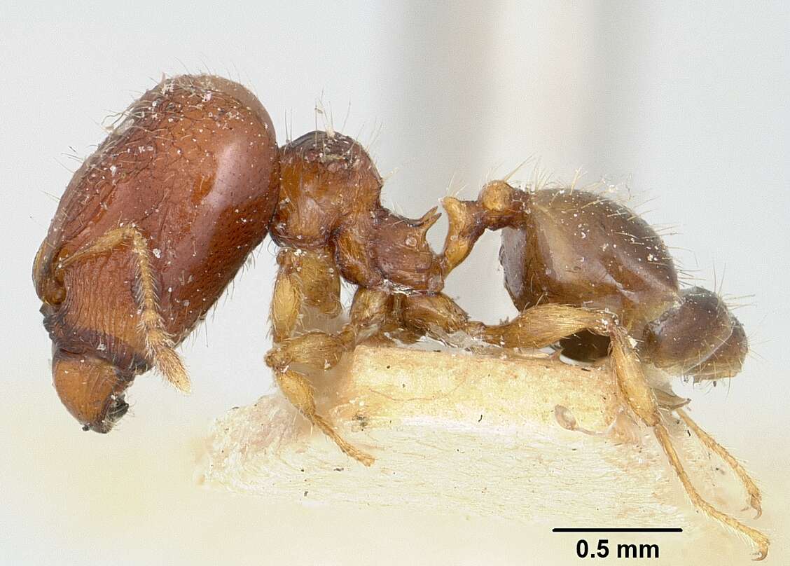 Image of Pheidole braueri Forel 1897