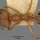 Image of Pheidole oswaldi Forel 1891