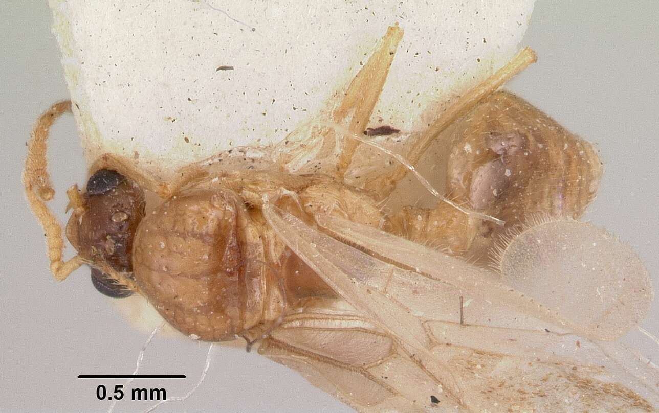 Image of Crematogaster hova Forel 1887